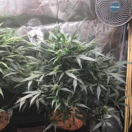 Sour Power