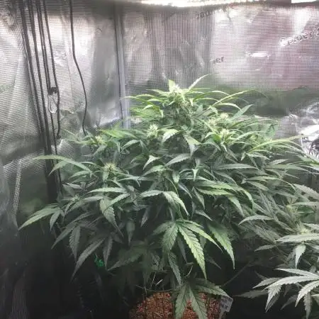 Moby Dick Auto