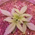 Fastbuds 1st grow 