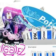 Athena x Autopot x Gigglez