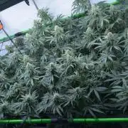 Blue Zushi & Gelato #33