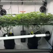 Blue Zushi & Gelato #33