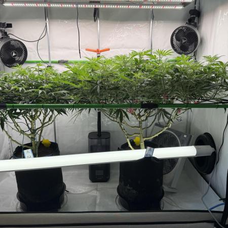 Blue Zushi & Gelato #33