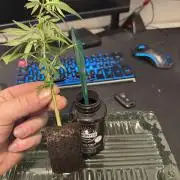 Clone to Motherplant