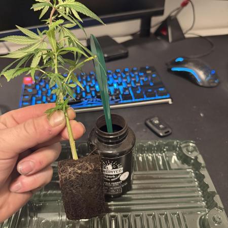 Clone to Motherplant