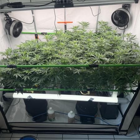 Blue Zushi & Gelato #33