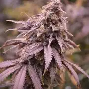 Blue Zushi & Gelato #33 Clones