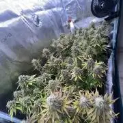 My first grow from 2024