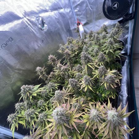 My first grow from 2024