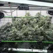 Blue Zushi & Gelato #33