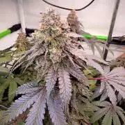 Blue Zushi & Gelato #33 Clones