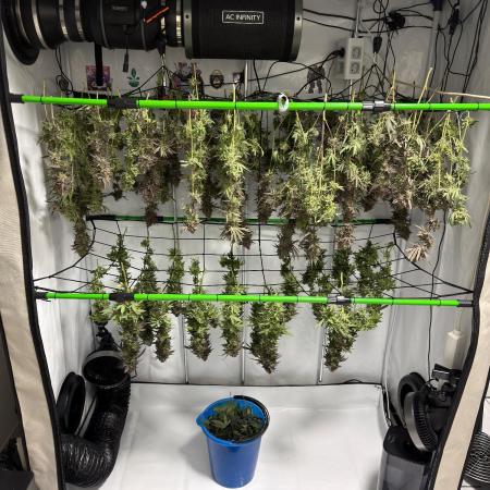 Blue Zushi & Gelato #33 Clones