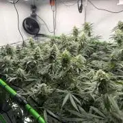Blue Zushi & Gelato #33