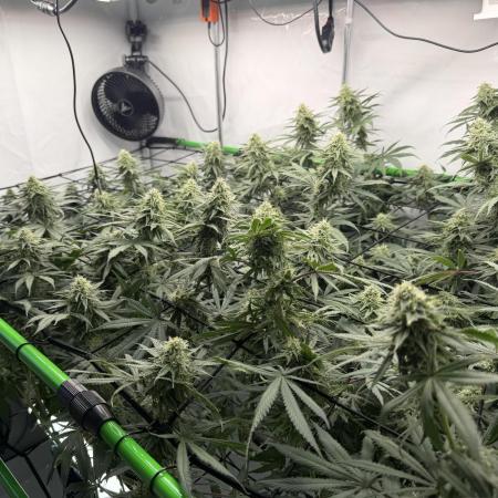 Blue Zushi & Gelato #33