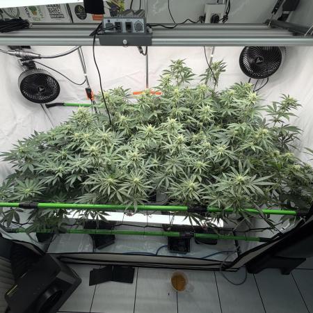 Blue Zushi & Gelato #33