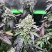 2nd grow 2025