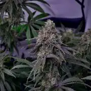 Blue Zushi & Gelato #33 Clones