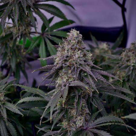 Blue Zushi & Gelato #33 Clones