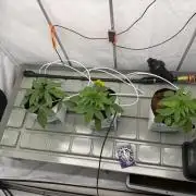 Lemon Fever Crop Steering
