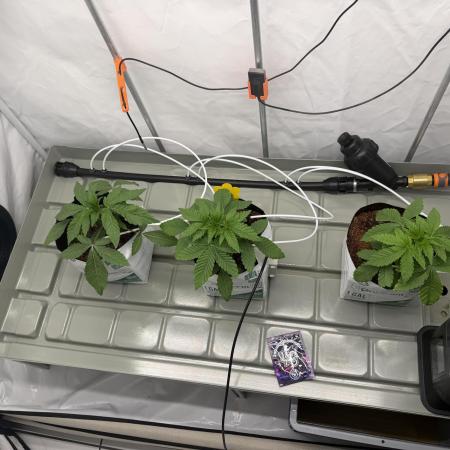 Lemon Fever Crop Steering