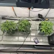 Lemon Fever Crop Steering