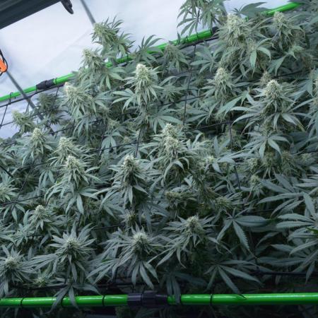 Blue Zushi & Gelato #33 Clones