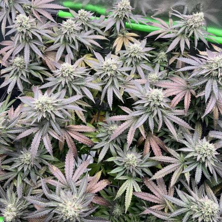 2nd Grow Clone Scrog 2025