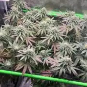 2nd grow 2025