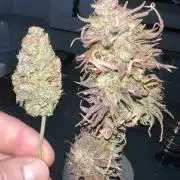 My first grow 2 years ago