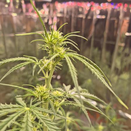 Sour Diesen Auto FastBuds 2025 Q1