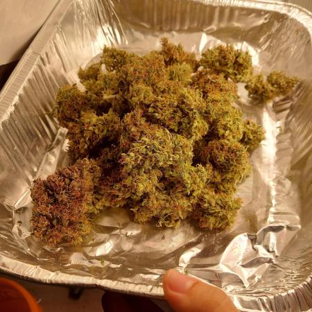 600W Grow - Runtz Automatic