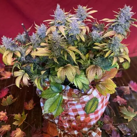 Papaya Cookies
