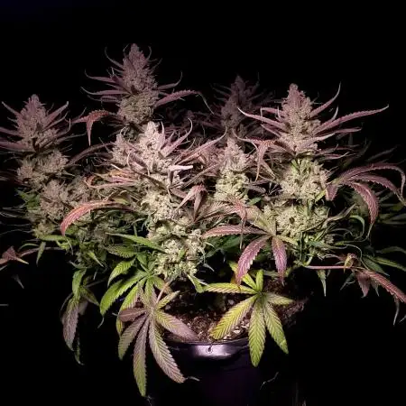 Strawberry Gorilla