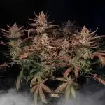 Strawberry Gorilla