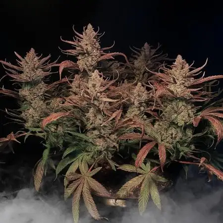 Strawberry Gorilla