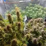 Grapefruit Gloo and Frosty Mac Bear