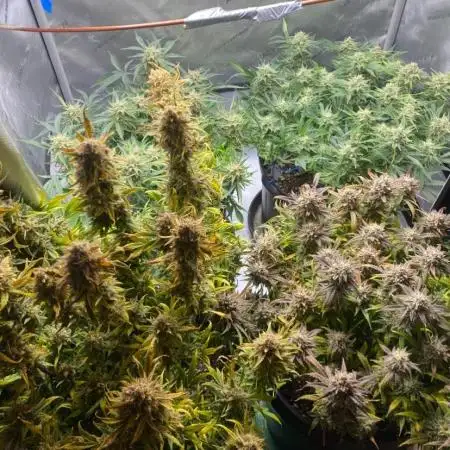 Grapefruit Gloo and Frosty Mac Bear