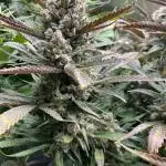 Strawberry Gorilla
