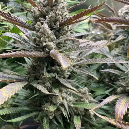 Strawberry Gorilla