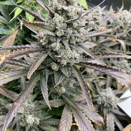 Strawberry Gorilla