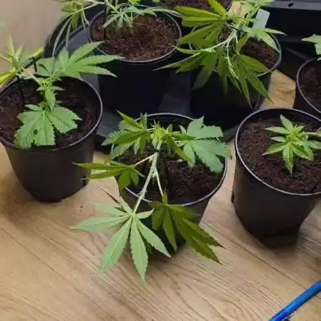 Runtz pheno hunt