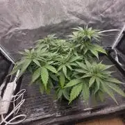 Organic multi strain