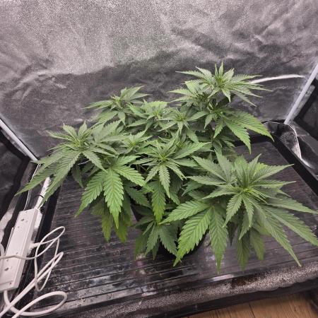 Organic multi strain