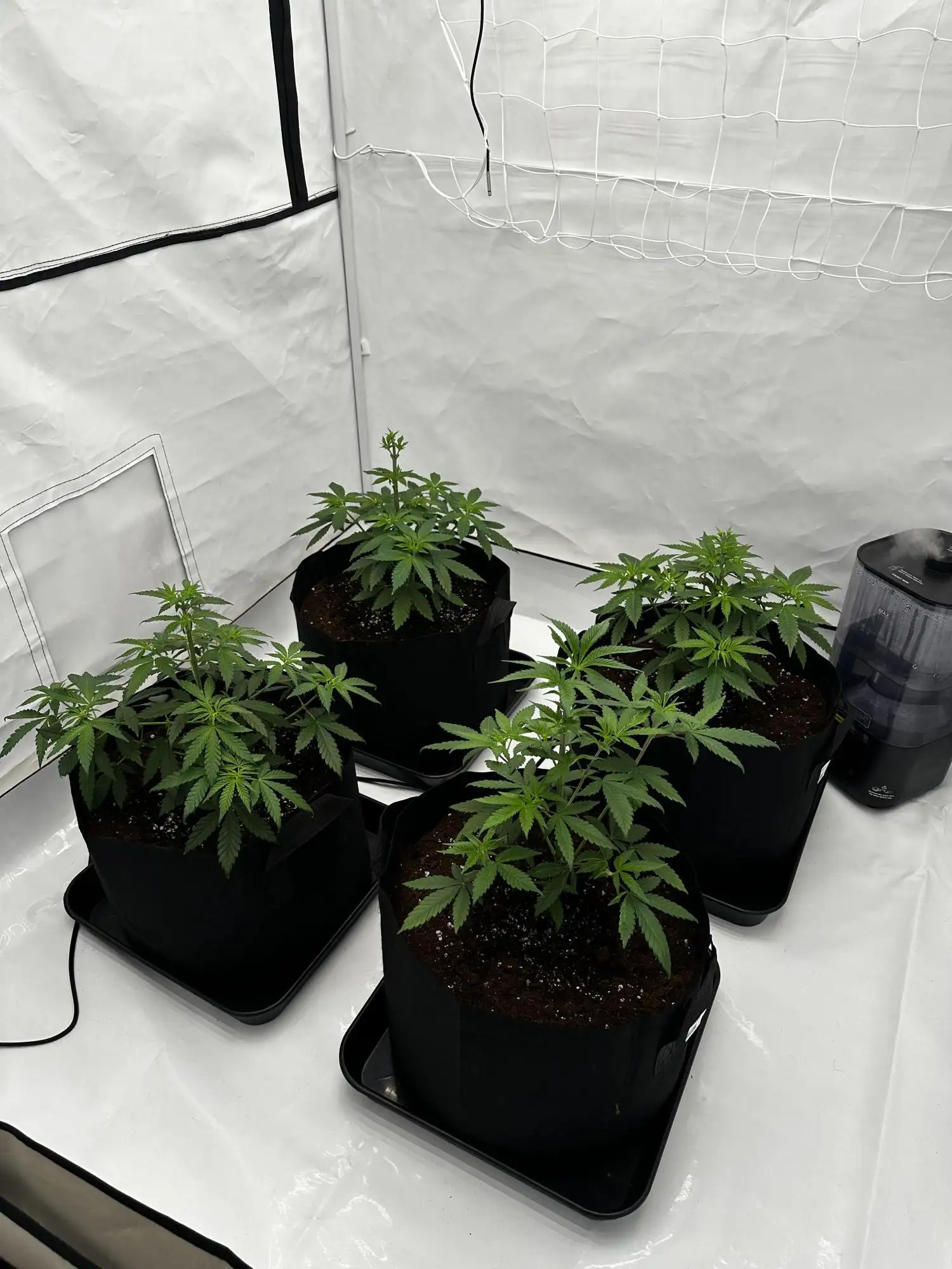 ジークレー lotta botanize Amazon.com : Tomato Cage for Garden- Upgrade 36 Inches