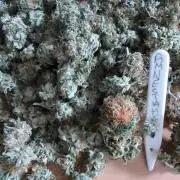 AMNESIA HAZE GO FAST kannabia seed's