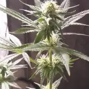 SUNSET SHERBET GO FAST