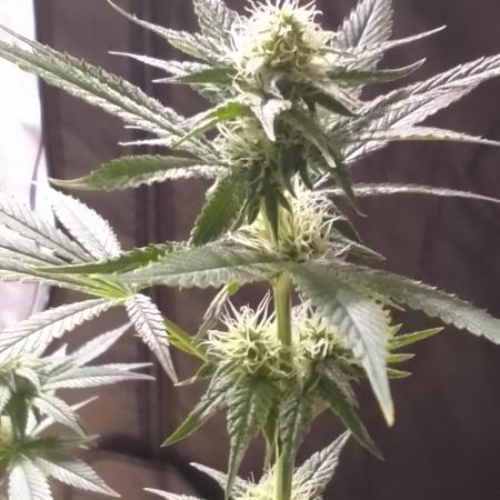 SUNSET SHERBET GO FAST