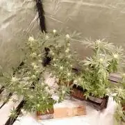 AMNESIA HAZE GO FAST kannabia seed's