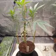 Bonsai Bluecookies