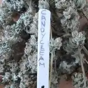 CANDY CREAM GO FAST